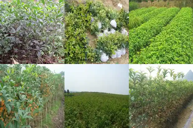 桂花树几月份开花花期多久1682046467911