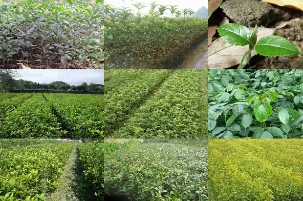 桂花树几月份开花儿1682046495085