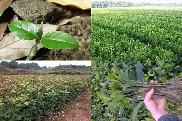 桂花树几月份开花儿1682046495131