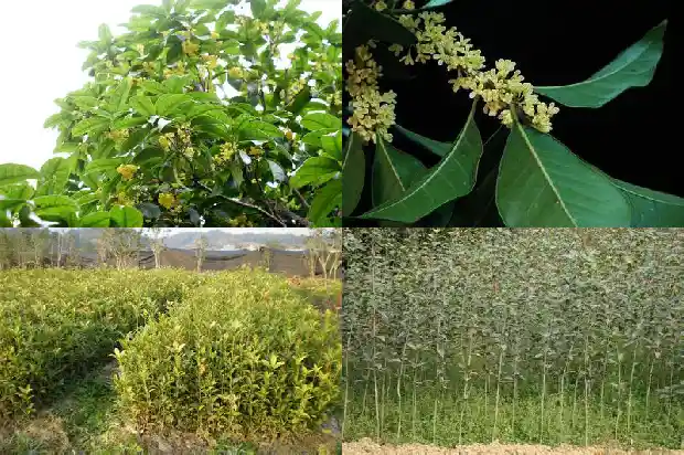 桂花树什么时候落叶?1682046584157