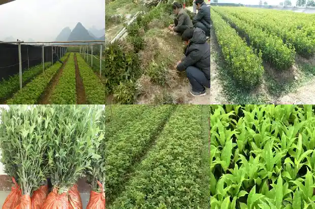 桂花树什么时候落叶?1682046584205