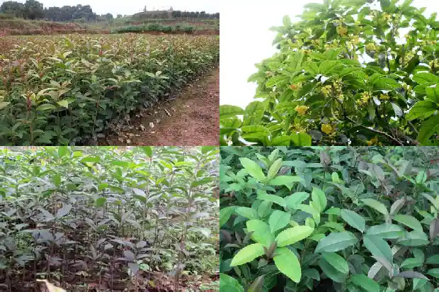 桂花形状大小颜色数量不一样的原因1688689766418