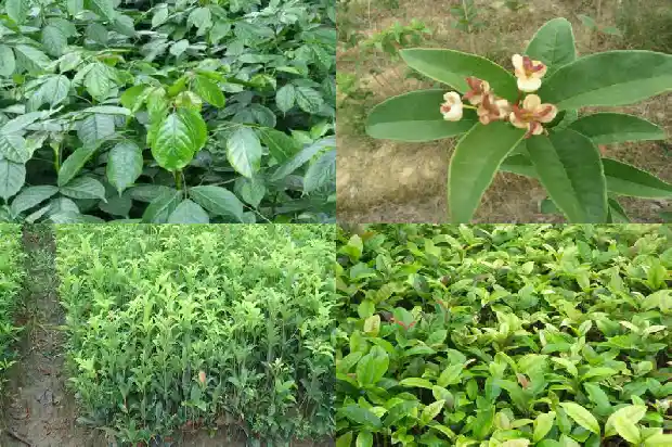 桂花树基地在哪里建1689986147786