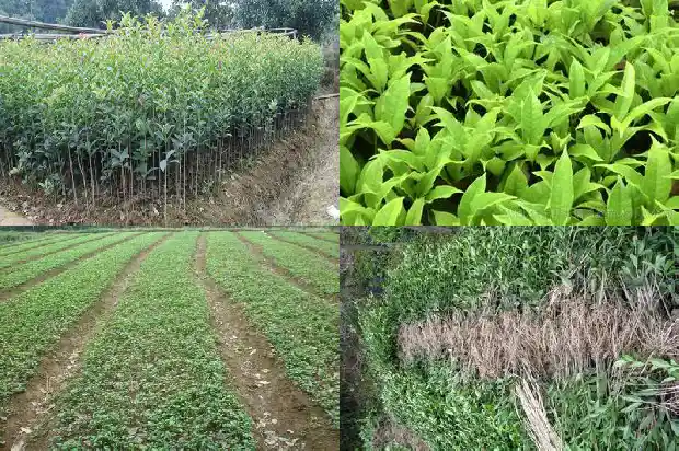 桂花树栽几年才会开花吗1682046649310