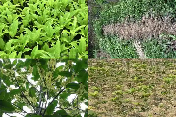 桂花树栽几年才会开花吗1682046649358