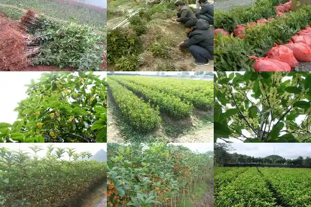 桂花树栽几年才会开花吗1682046649405