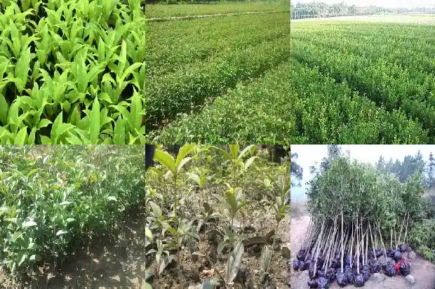 桂花树栽几年才会开花吗1682046649453