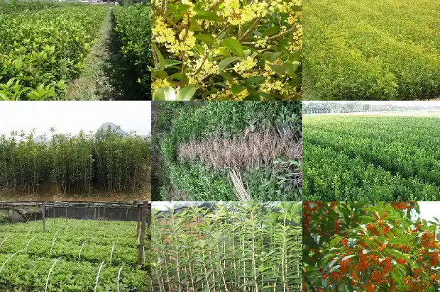 栽的桂花树几年开花1682046677600