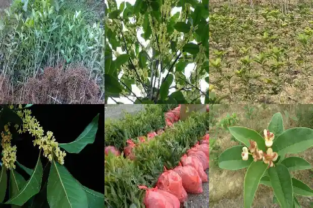 栽的桂花树几年开花1682046677695