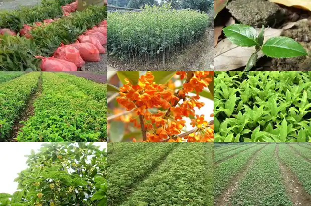 桂花苗树的样子1682046748431