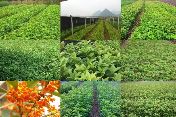 桂花苗树的样子1682046748478