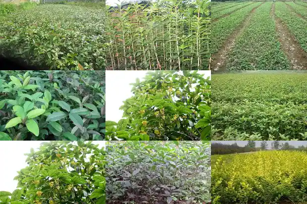 桂花树是四季开花吗1682046802865