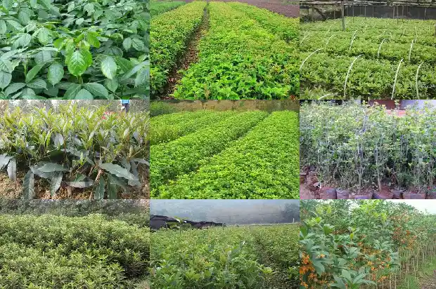 桂花树是四季开花吗1682046802912