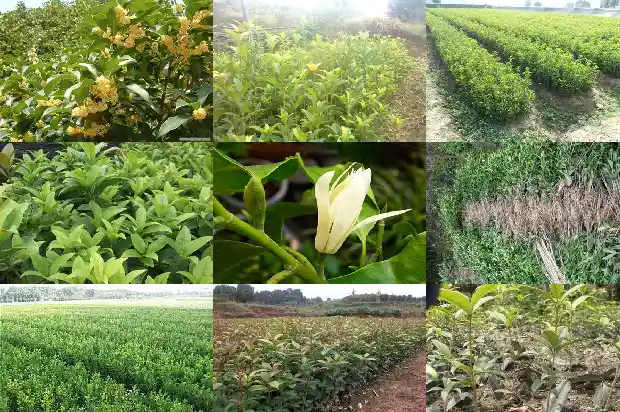 桂花树是四季开花吗1682046802960