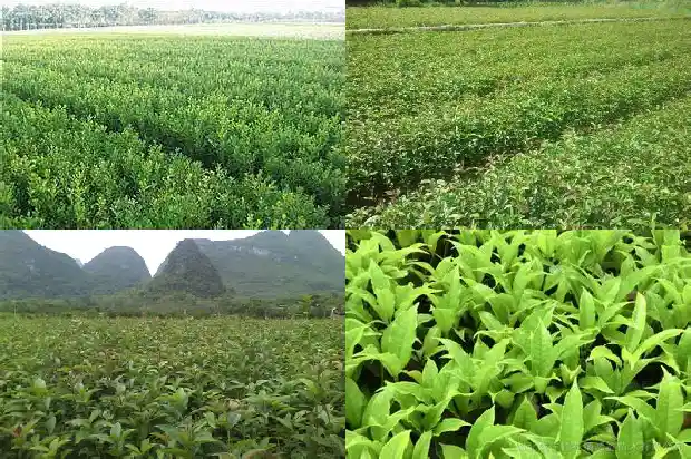 四季桂花树花期多长1682046990750