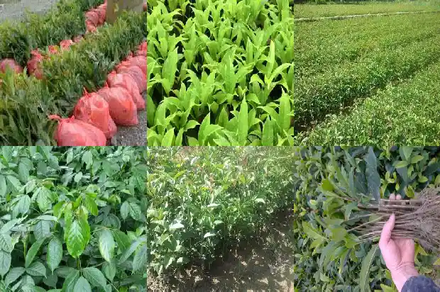 四季桂花树开什么花1682047023127