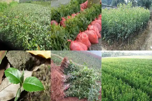 50cm桂花树价钱1棵多少钱一斤1690331703715
