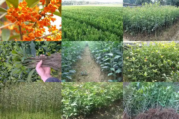 四季桂花什么时间开花结果1682047087357