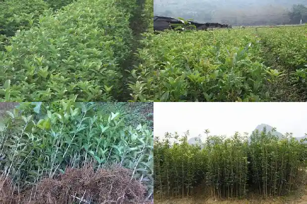 四季桂花几月开1682047119777