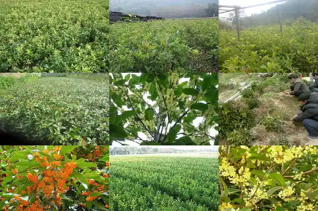 四季桂花几月开1682047119921