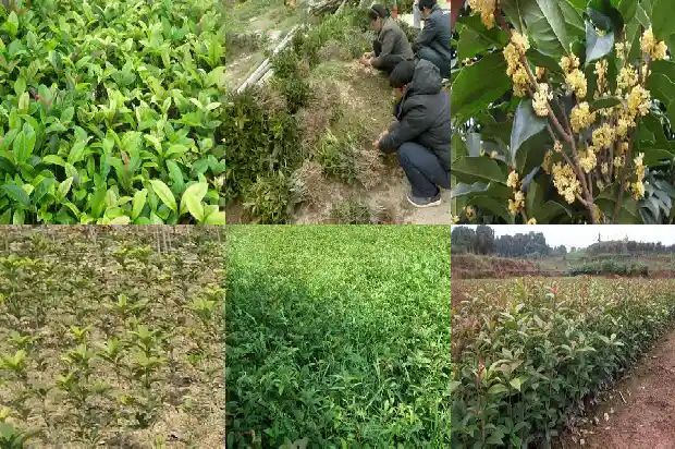 四季桂花香吗?1682122119868