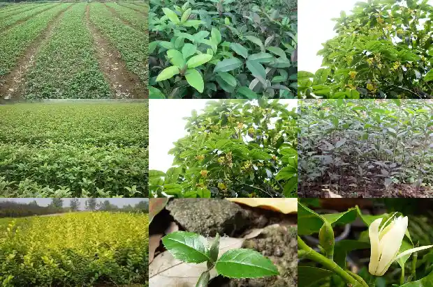 桂花四季桂香吗1682122593326