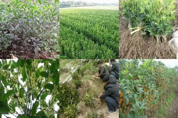 桂花树怎么养才开花多又好看1682122697769