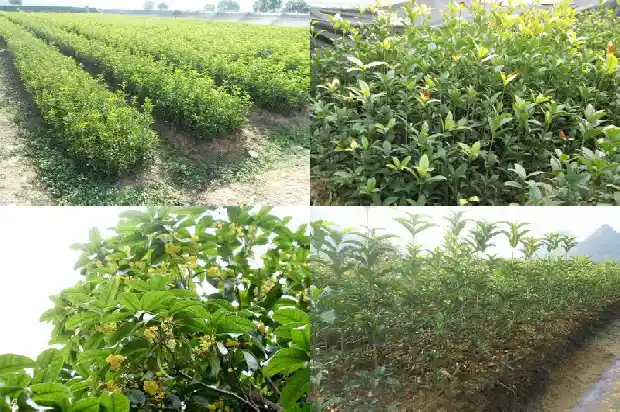 桂花有什么药物作用与功效1689208522841