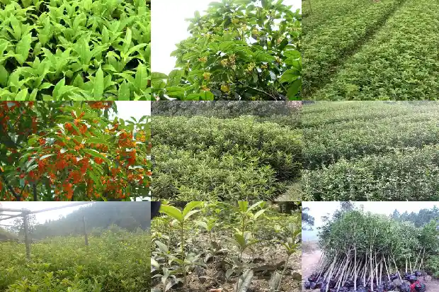 桂花树怎么才能开的花多1682122818165