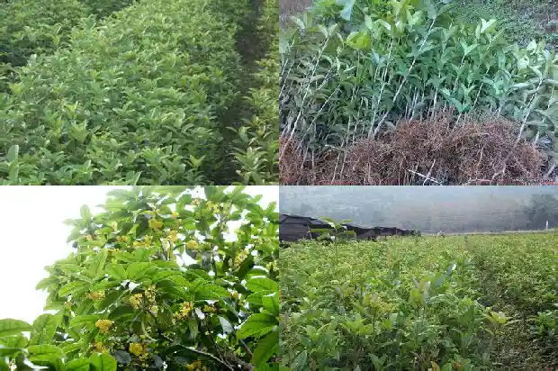 桂花树怎么才能开的花多1682122818213