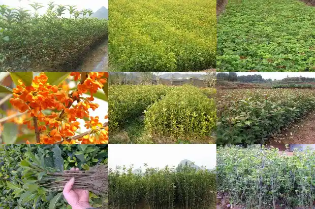 桂花树怎么养才开花快呢1682122935973