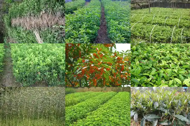 桂花树怎么养才开花快呢1682122936019