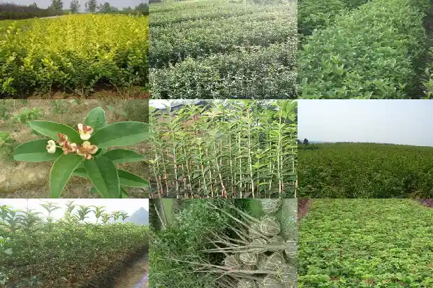 桂花树怎么养才开花快呢1682122936066