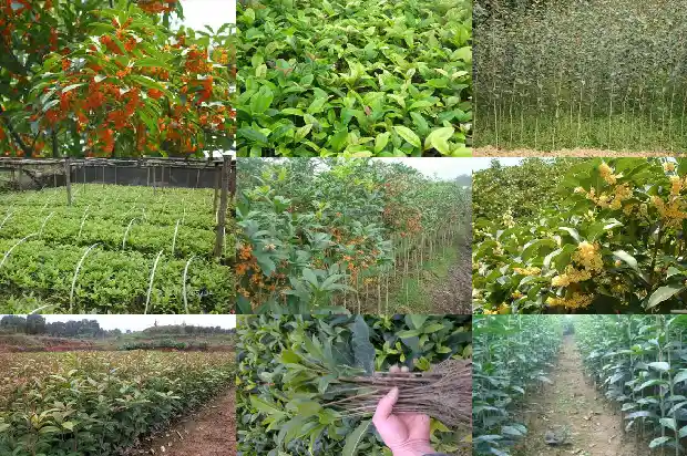 新买来的桂花苗怎么样种才好呢1688519844304