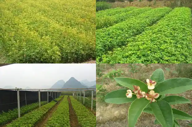 桂花树怎么养枝叶繁茂1682123186765