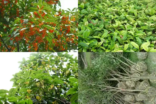桂花树怎么养枝叶繁茂1682123186811