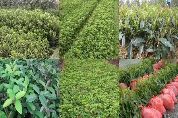 刚栽的桂花树怎么养活1682123349004