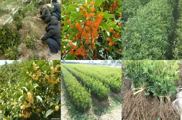 刚栽的桂花树怎么养活1682123349051