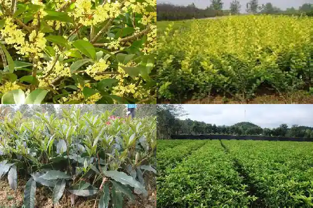 桂花树怎么养才能长的好才开花呢1682123495331