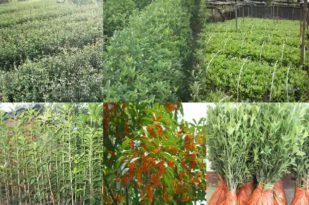 桂花树怎么养才能长的好才开花呢1682123495378