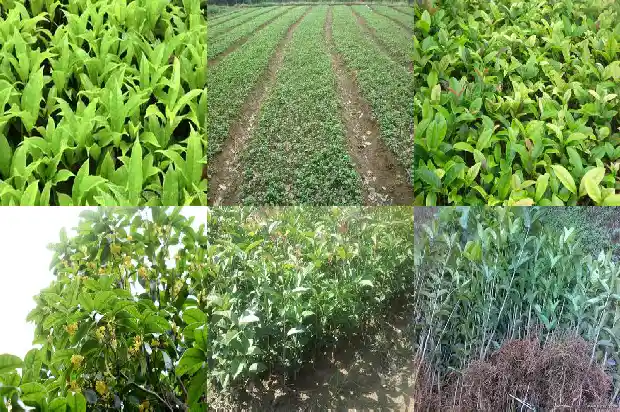 桂花树怎样开花快1682123739620