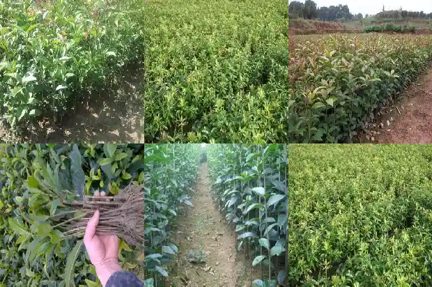 桂花树怎样开花快1682123739714