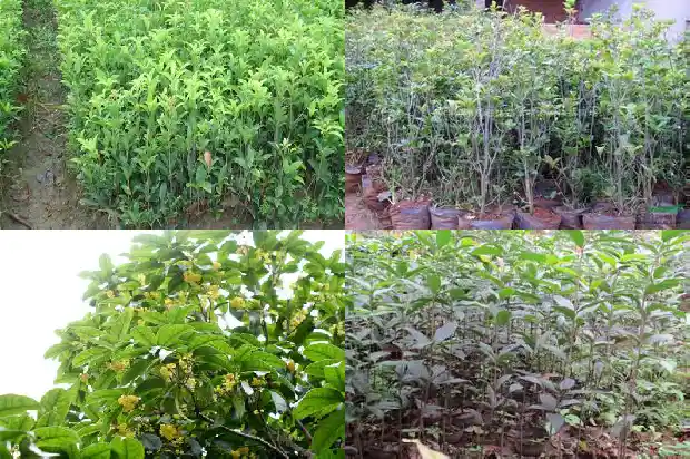 桂花树怎样开花最快1682123843641