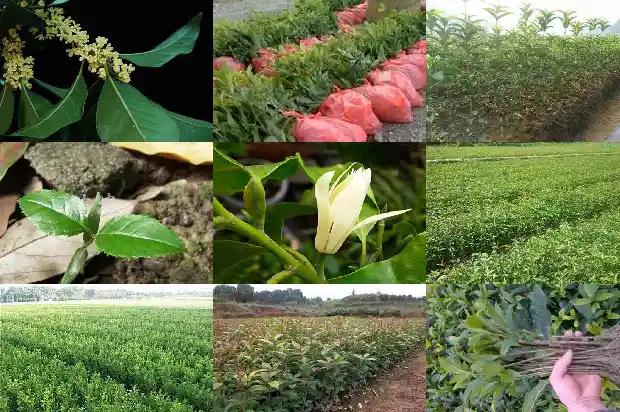 桂花树怎样开花最快1682123843689