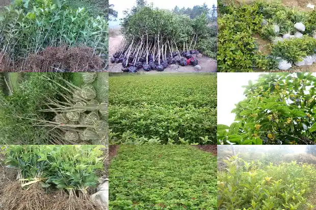 桂花树怎样开花最快1682123843736