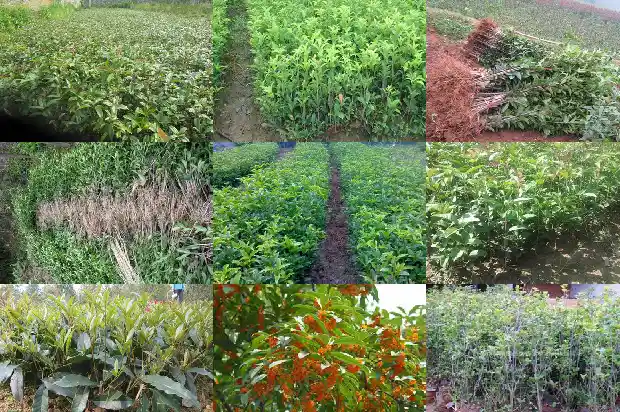 最新桂花树价格行情走势分析1690245643621