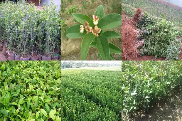 桂花树怎么才能开花快1682124038755