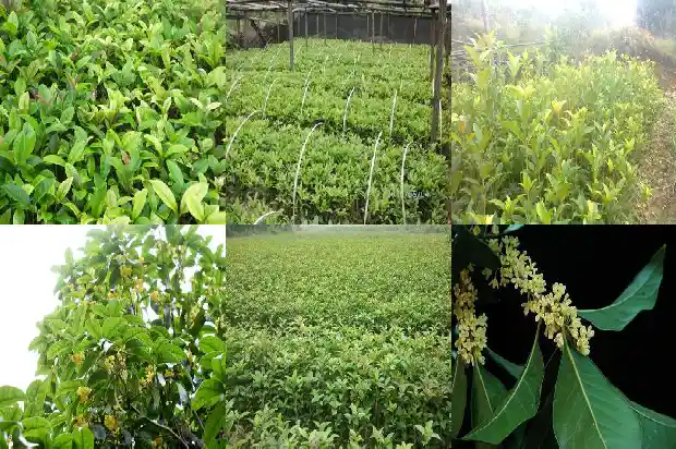 桂花树怎么才能开花快1682124038801
