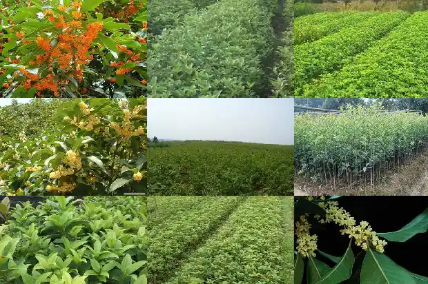 桂花树怎么才能开花快1682124038849