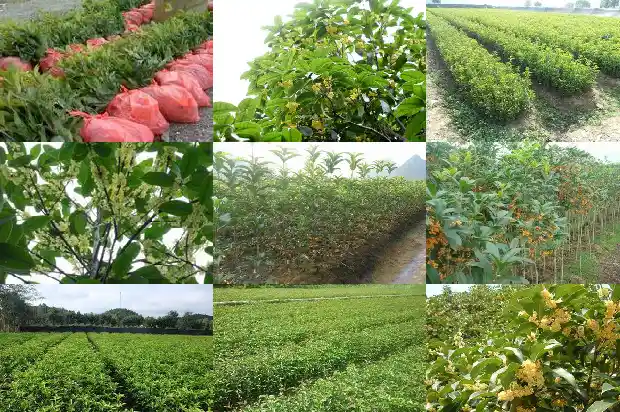 桂花树怎么才能开花结果1682124131230